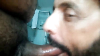 Bezerro carioca mamando os machos 8