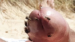Flies on my penis